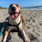 Chico