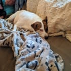 Ellie