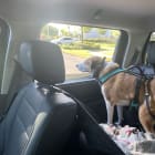 Annabelle and Cody
