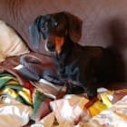 Harley D