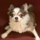 Hershey Gizmo