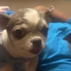 Hershey Gizmo