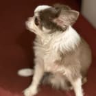 Hershey Gizmo