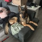 Roscoe