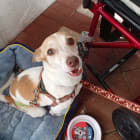 Charlie the Celebrity