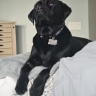 Bailey Beau