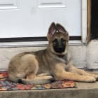 Kaos