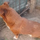 Bobita