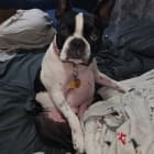 Maggie
