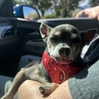 Mitah Buster