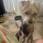 Archie