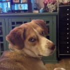 Roux Bear