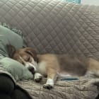 Roux Bear