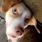 Roux Bear