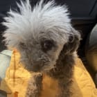 LuLu