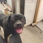 Gunner