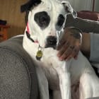 Jett