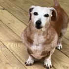 Lily - Ruby