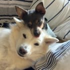 Vanilla Cream Kaiya