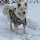 Vanilla Cream Kaiya