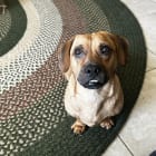 Auggie