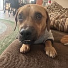 Auggie