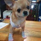 Grand Champion CiCi aka Obi Wan Chihuahua