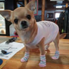 Grand Champion CiCi aka Obi Wan Chihuahua