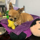 Grand Champion CiCi aka Obi Wan Chihuahua