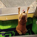 Grand Champion CiCi aka Obi Wan Chihuahua