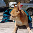 Grand Champion CiCi aka Obi Wan Chihuahua