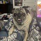 Loki