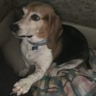 Baxter