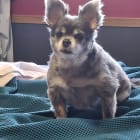 Oscar
