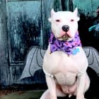 Cupid