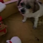 Lilly