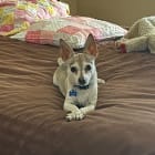 Sam  Sadie