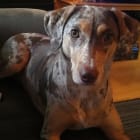 Willow