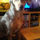 Willow