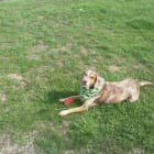 Willow