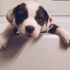 Xena