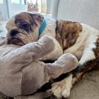 Skye and Rumble