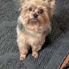 Little Jack