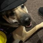 Darla
