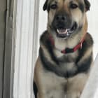 Darla
