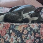 Dixie