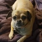 Stella