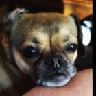 Stella