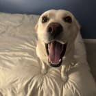 Gracie