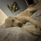 Gracie